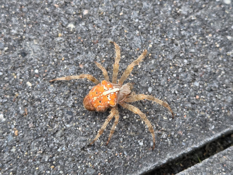 Eine Gartenkreuzspinne mit auffälliger orangefarbener Färbung und Kreuzzeichnung ruht auf einer asphaltierten Oberfläche.