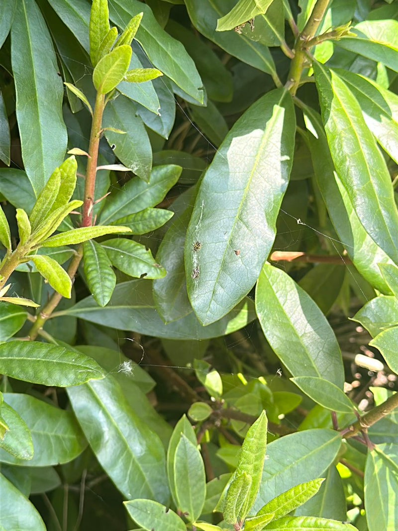 Auf dem Bild sind kleine Jungtiere der Gartenkreuzspinne in ihrem Netz zwischen grünen Blättern zu sehen. Die Spinnen sitzen zentral auf einer Blattunterlage.