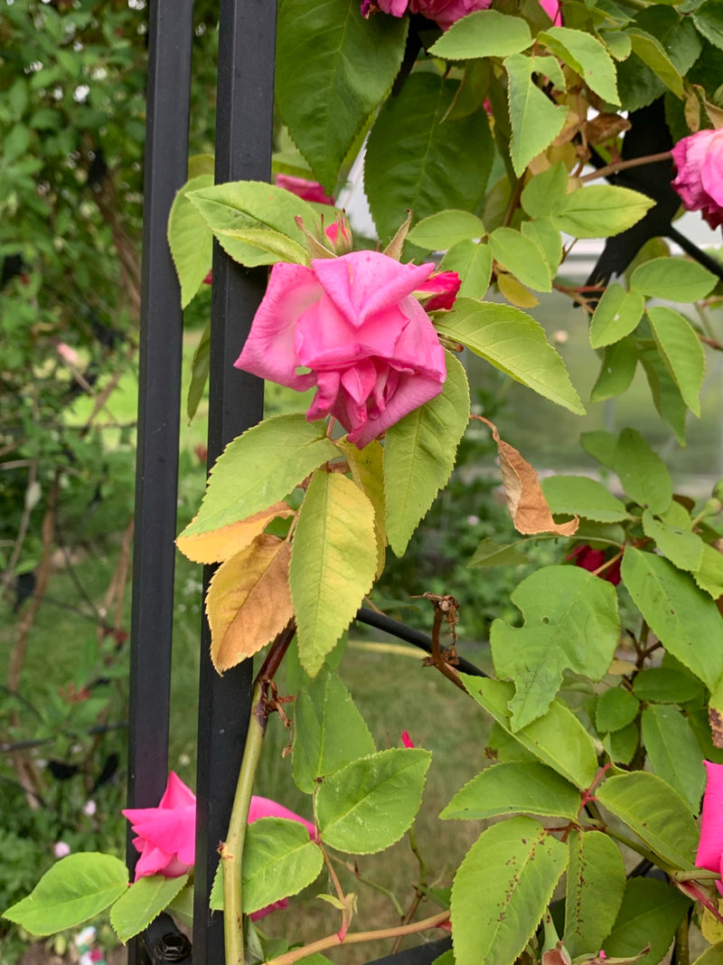 Zu sehen ist eine Gartenrose mit rosa Blüten und grünen Blättern, die an einem dunklen Metallgitter wächst.