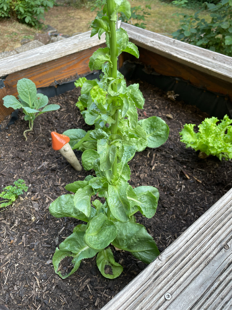Auf dem Bild ist ein hochgeschossener Gartensalat in einem hölzernen Hochbeet zu sehen. Die Pflanze wächst auf dunkler Gartenerde.