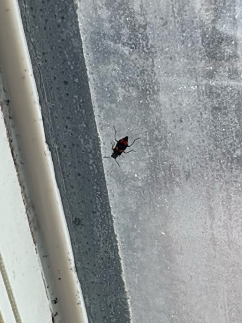 Gebänderter Warzenkäfer — Bild 3
