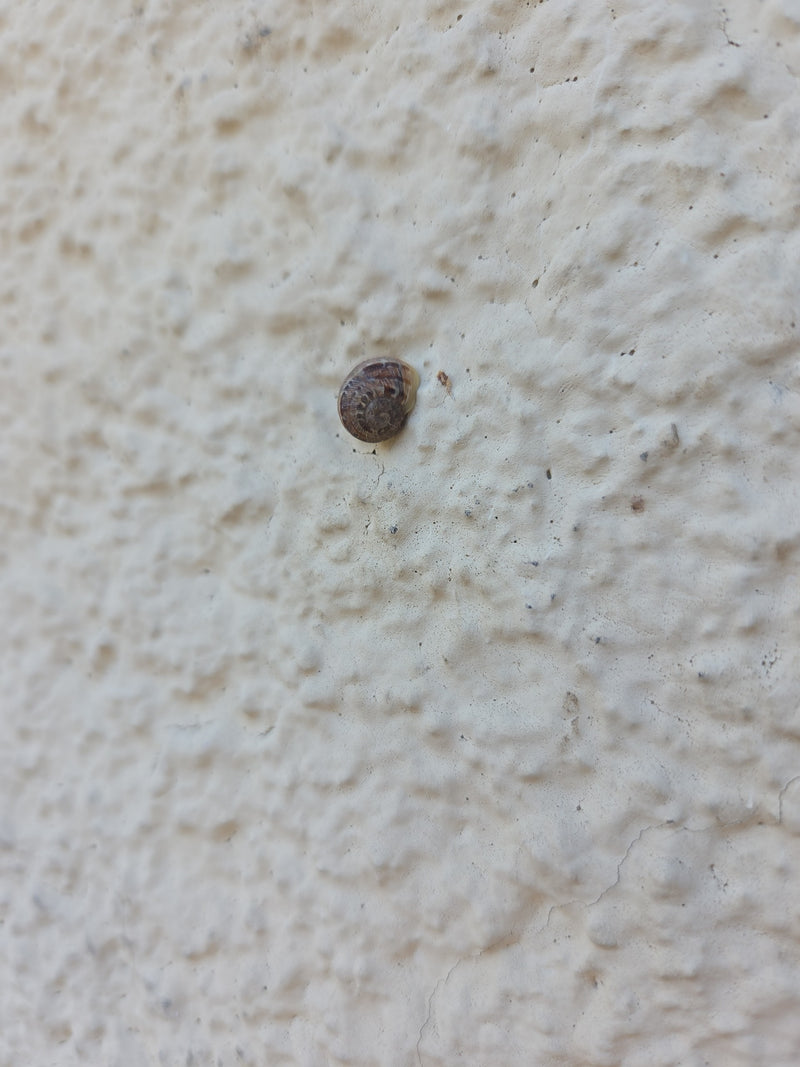 Eine Gefleckte Schüsselschnecke sitzt auf einer hellen Putzwand. Ihr flaches, braun geflecktes Gehäuse ist gut zu erkennen.