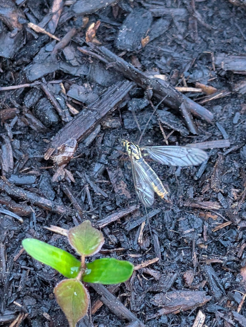 Eine Gefleckte Schnake sitzt auf dunklem Rindenmulch am Boden. Neben ihr ist eine kleine grüne Keimpflanze zu sehen.