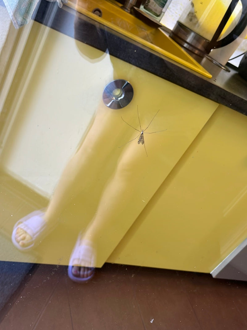 Auf einer glatten, gelben Oberfläche sitzt eine Gefleckte Schnake mit ausgebreiteten Beinen und typisch gemusterten Flügeln. Das Insekt verharrt ruhig in ein...