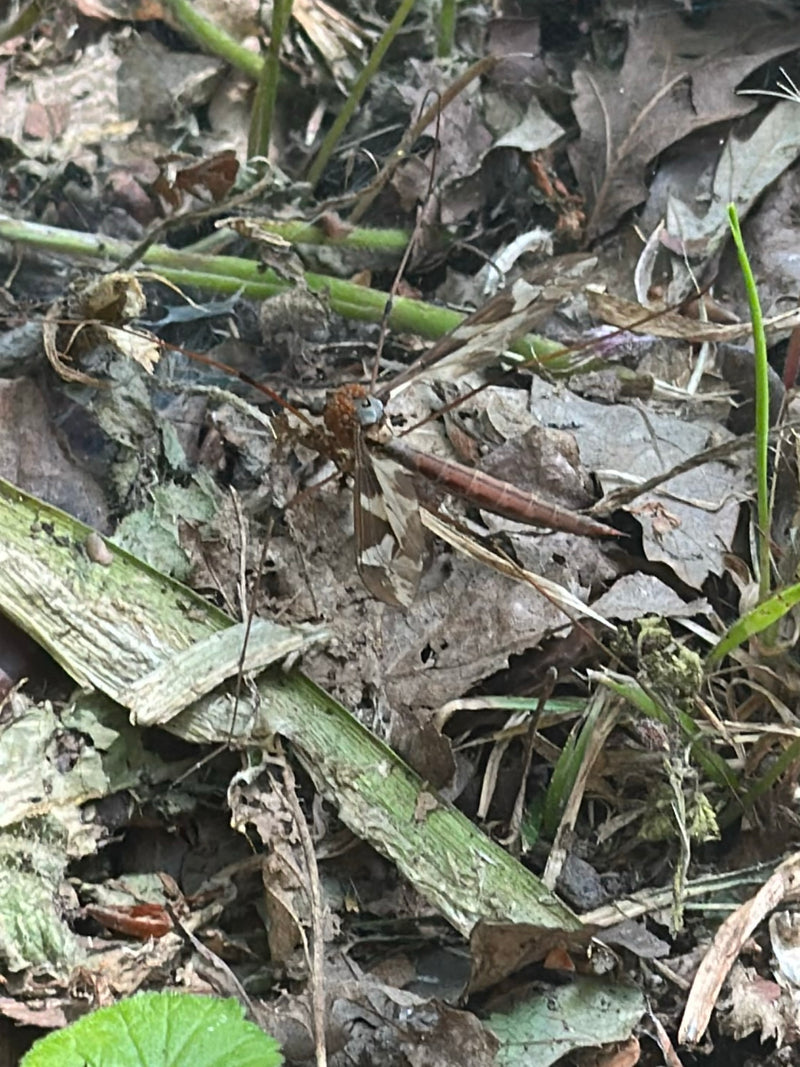 Auf dem Bild ist eine Gefleckte Schnake zu sehen, die auf einer Schicht aus trockenem Laub und Pflanzenresten auf dem Boden ruht.