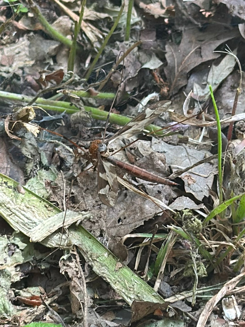 Eine Gefleckte Schnake sitzt auf dem waldbodenartigen Untergrund aus Laub und Pflanzenresten. Die charakteristische Zeichnung auf den Flügeln und der Körperb...