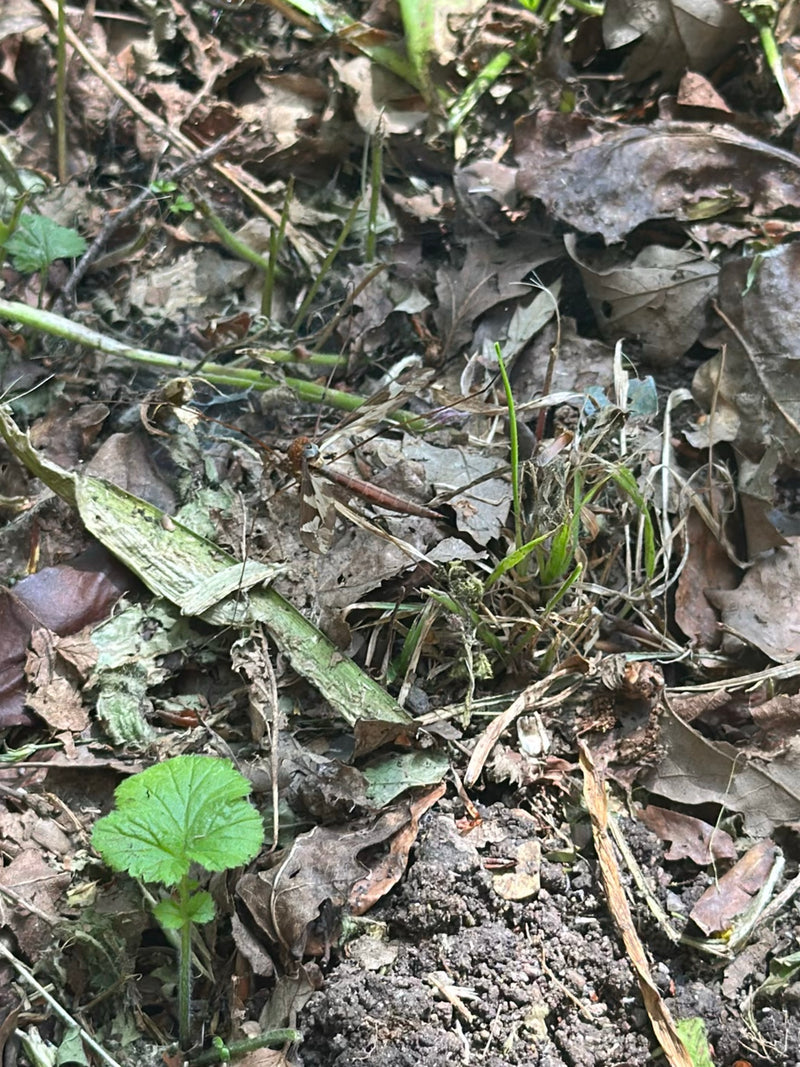 Eine Gefleckte Schnake sitzt gut getarnt auf trockenem Laub und Erde am Boden. Die charakteristischen Muster auf den Flügeln und der Körperbau sind gut zu er...