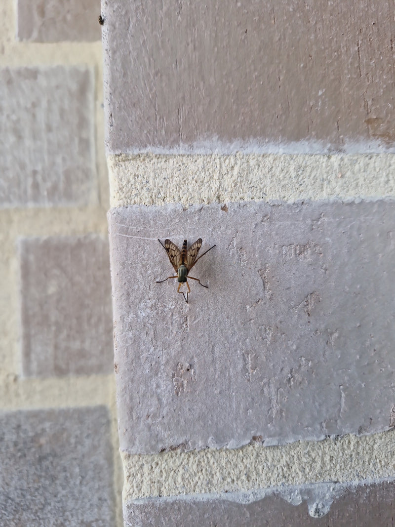 Eine Gefleckte Schnepfenfliege sitzt auf einer strukturierten Backsteinwand. Das Insekt ist von oben zu sehen.