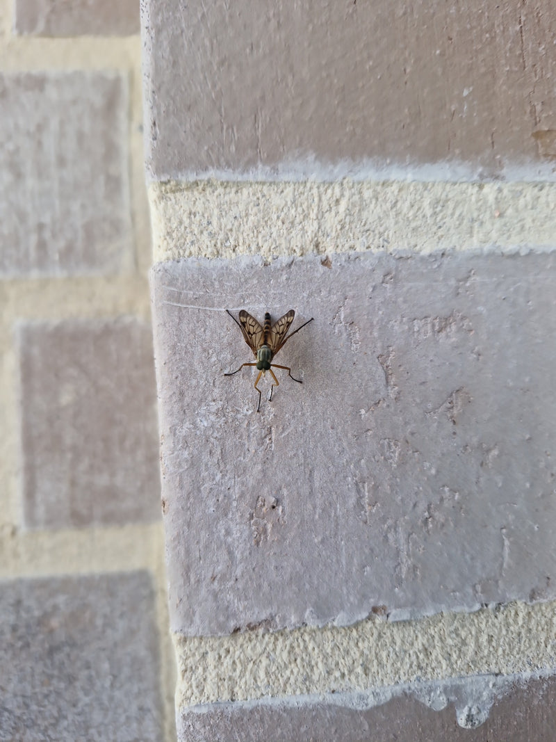 Eine Gefleckte Schnepfenfliege sitzt auf einer strukturierten Ziegelwand. Die typische Flügelzeichnung und die Körperhaltung sind gut zu erkennen.