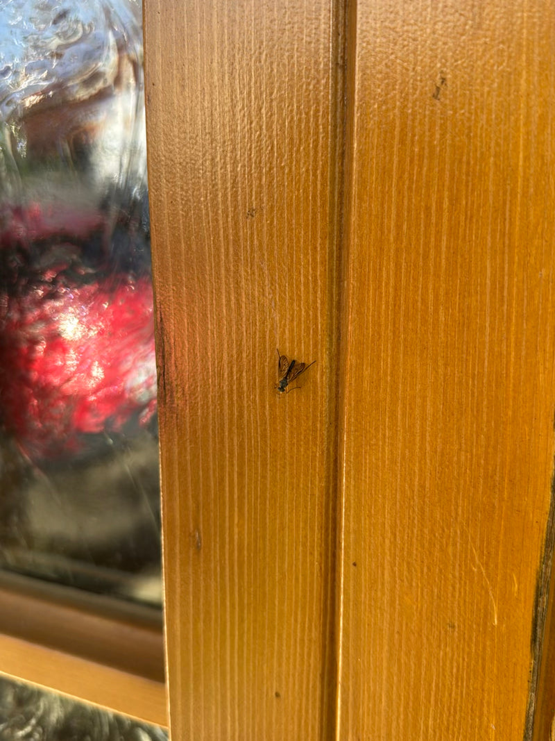 Eine Gefleckte Schnepfenfliege sitzt auf einem vertikalen Holzrahmen. Die typische Körperform und Flügelzeichnung sind gut erkennbar.