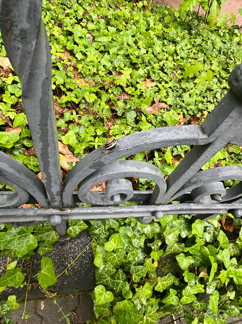 Eine Gefleckte Schnirkelschnecke kriecht über einen grauen Metallzaun. Im Hintergrund wächst dichter Efeu.