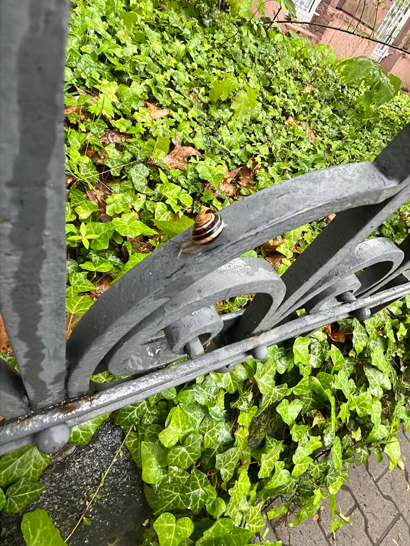 Eine Gefleckte Schnirkelschnecke sitzt auf einem grauen Metallzaun vor einer Efeuwand. Im Hintergrund ist üppiges Grün zu erkennen.