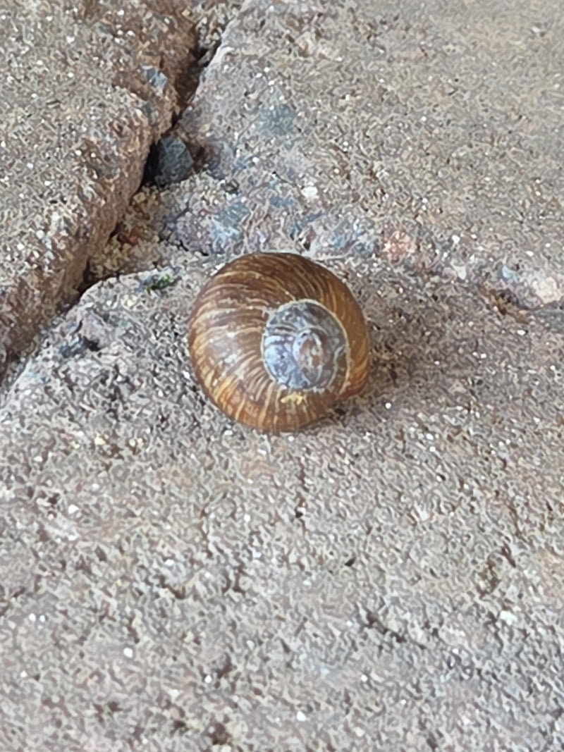 Eine Gefleckte Schnirkelschnecke sitzt auf einem rauen Steinboden. Ihr braun gemustertes Gehäuse ist gut zu erkennen.