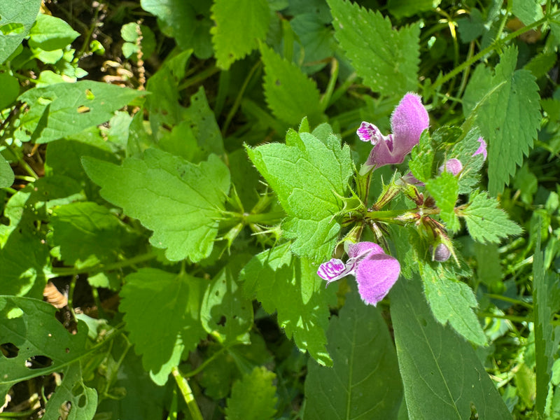 Zu sehen ist eine Gefleckte Taubnessel mit typischen rosa Blüten und grünem Laub von oben. Die Pflanze wächst im Unterholz zwischen weiteren grünen Blättern.