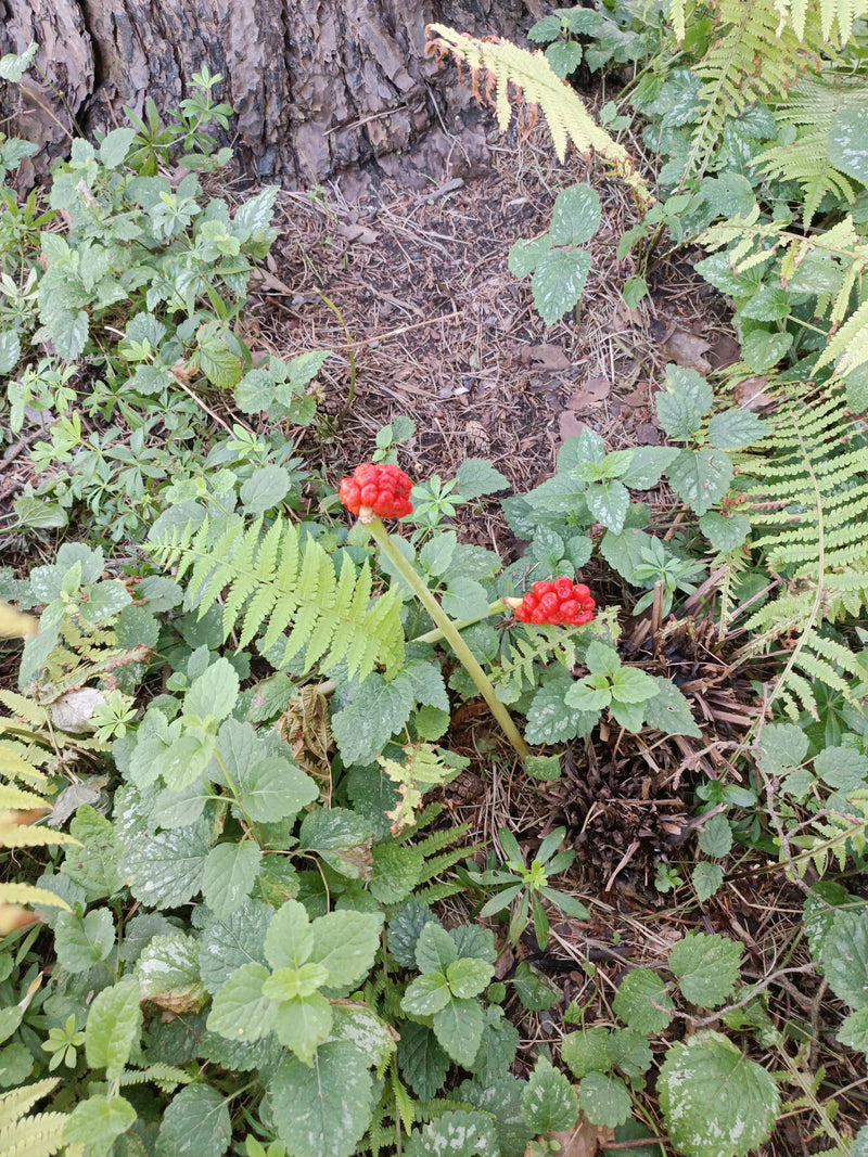 Auf dem Bild sind zwei auffällige, rote Fruchtstände des Gefleckten Aronstabs auf dem Waldboden zu sehen. Sie wachsen umgeben von grünem Unterholz und Farnen.