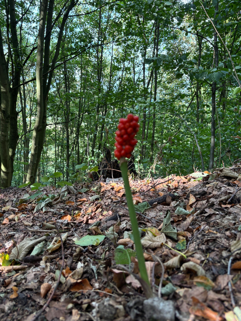 Zu sehen ist der rote Fruchtstand des Gefleckten Aronstabs auf einem laubbedeckten Waldboden. Im Hintergrund stehen dichte Bäume.
