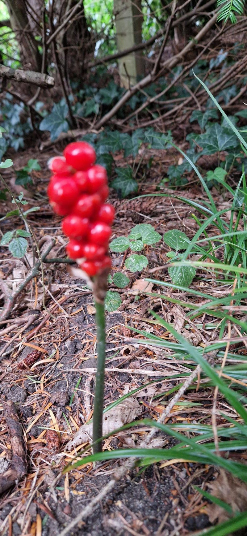 Zu sehen ist der auffällige, leuchtend rote Fruchtstand des Gefleckten Aronstabs auf einem grünen Stängel. Er wächst auf einem von Nadeln und Blättern bedeck...