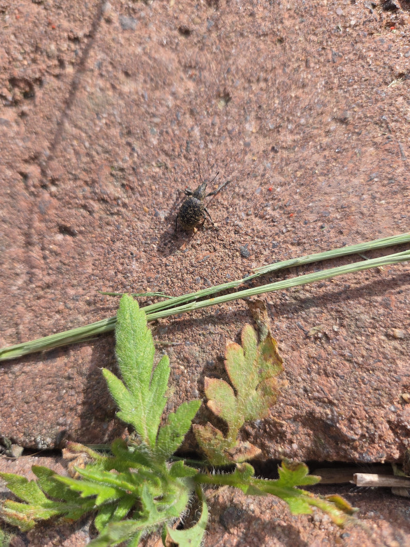 Gefurchter Dickmaulrüssler — Bild 3