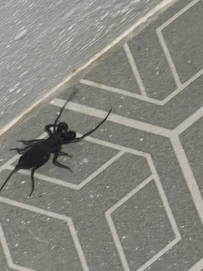 Geißelskorpione sind arachnide Lebewesen, die durch ihre peitschenartige Schwanzgeißel und kräftige Pedipalpen gekennzeichnet sind. Sie sind ungiftig, können...