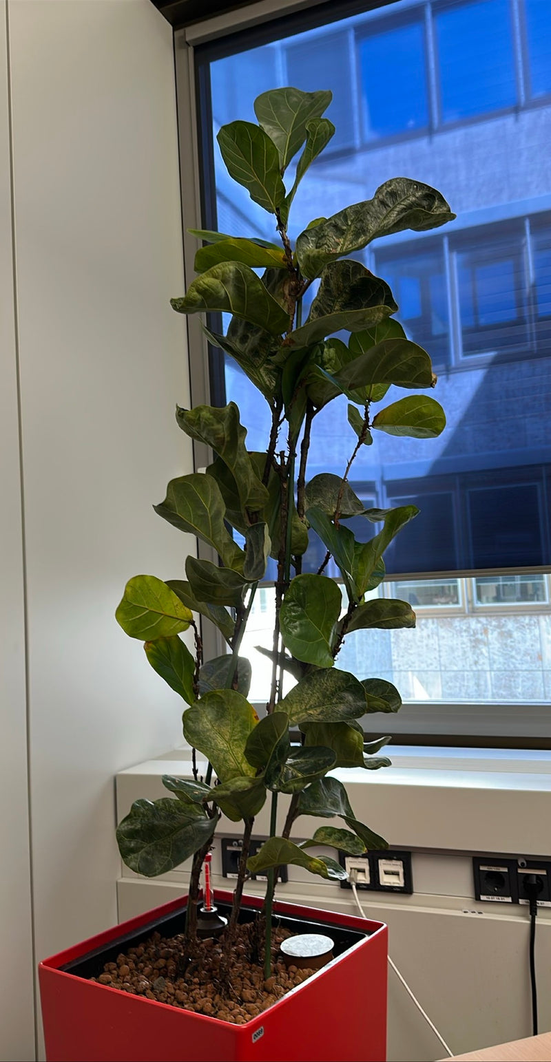 Zu sehen ist eine gut entwickelte Geigenfeige in einem roten Pflanztopf, die in einem Innenraum vor einem Fenster steht. Die charakteristischen, großen Blätt...