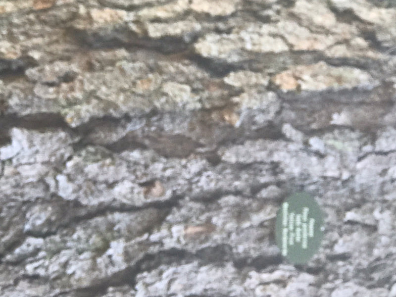 Gelb-Kiefer — Bild 3 von 3
