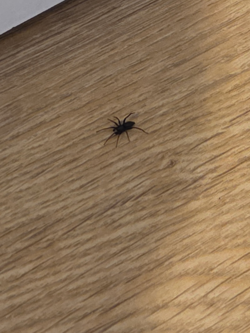 Eine kleine dunkle Spinne sitzt auf einem strukturierten Holzboden. Das Tier ist gut erkennbar und zeigt seine typische Statur.