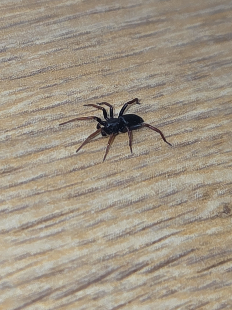 Eine Gelbbeinige Glattbauchspinne sitzt auf einer gemaserten Holzoberfläche. Die Spinne ist gut erkennbar und zeigt ihre typische dunkle Färbung mit rötliche...