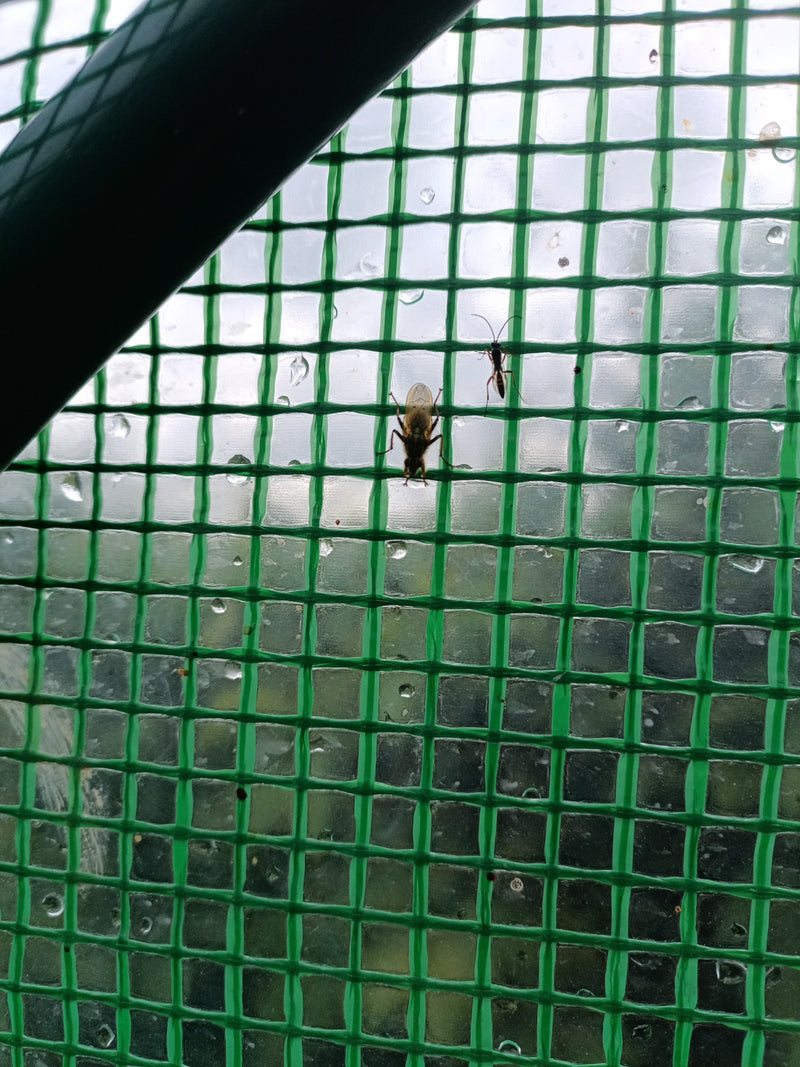 Das Bild zeigt zwei verschiedene Insekten: links eine Fliege (Muscidae) und rechts eine Schlupfwespe (Ichneumonidae). Schlupfwespen sind wichtige Parasitoide...