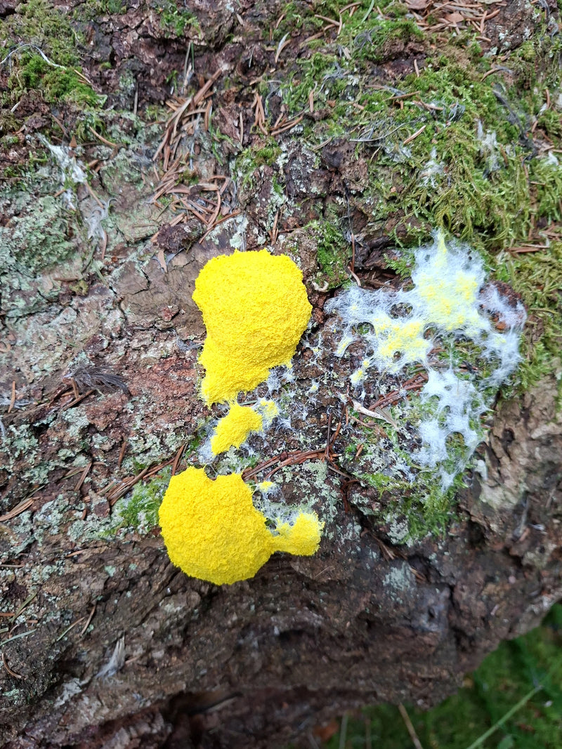 Auf bemooster Baumrinde ist der leuchtend gelbe Schleimpilz Gelbe Lohblüte mit feinen netzartigen Plasmodium-Ausläufern zu sehen.