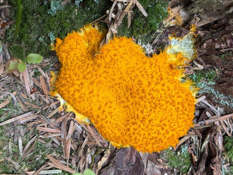 Ein leuchtend gelbes Aethalium der Gelben Lohblüte wächst auf moosigem Waldboden und Nadelstreu.