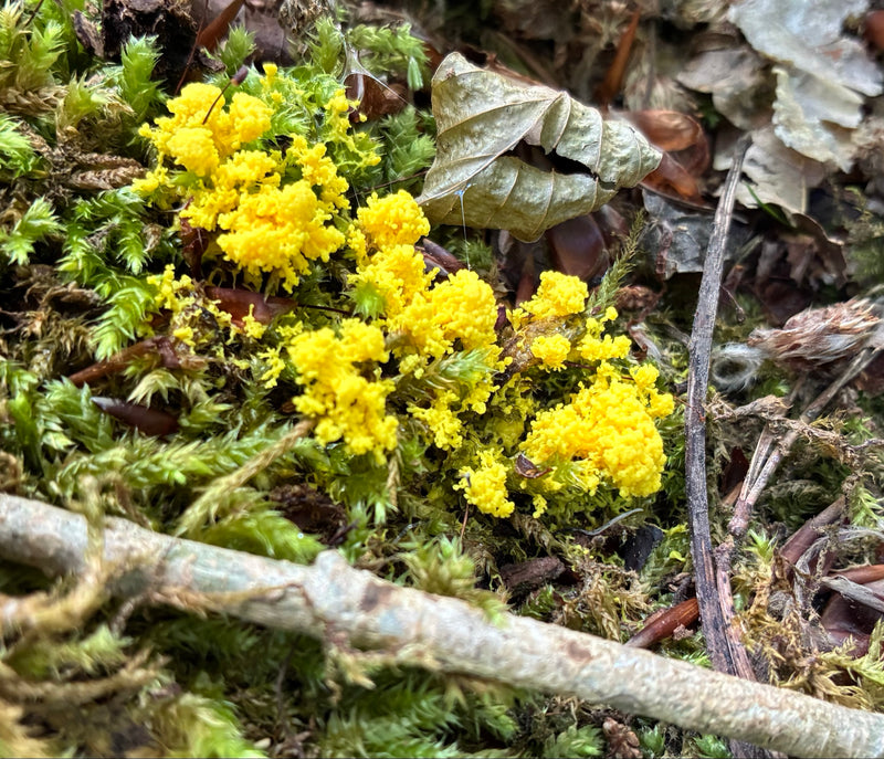 Auf Moos und zwischen abgefallenen Blättern am Waldboden breitet sich ein markanter, leuchtend gelber Fruchtkörper der Gelben Lohblüte aus. Die Textur wirkt ...