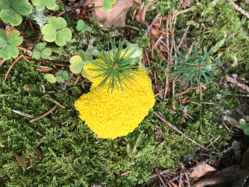 Auf Moos und Nadeln am Waldboden liegt eine auffällige, leuchtend gelbe Gelbe Lohblüte. Die schaumartige Masse breitet sich flach auf dem Untergrund aus.