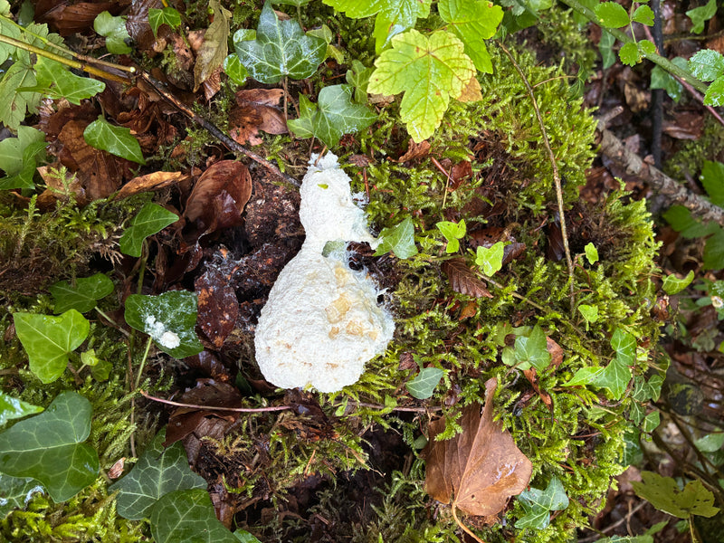 Auf einem moosigen Waldboden liegt ein auffälliges, weiß-gelbliches Plasmodium der Gelben Lohblüte. Die schaumige Masse breitet sich zwischen Laub und grünem...