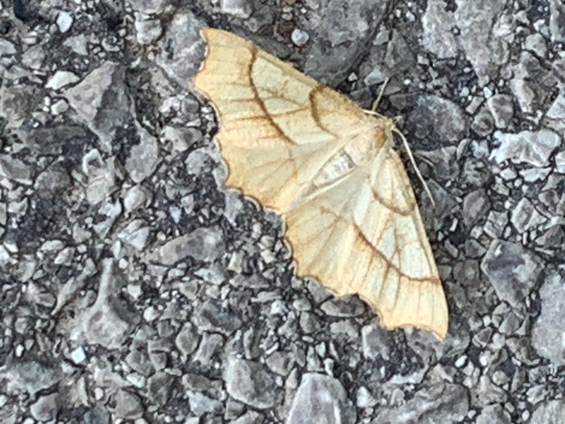 Gelber Blattspanner — Bild 1 von 1