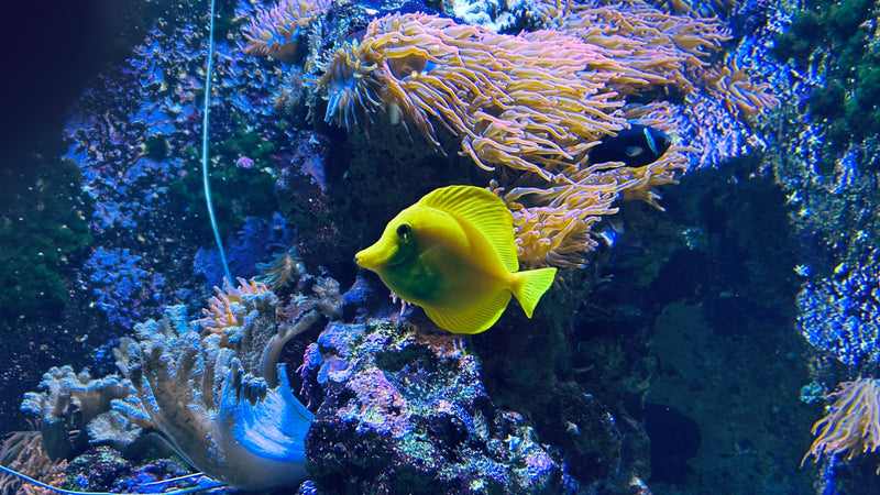 Ein leuchtend gelber Gelber Doktorfisch schwimmt in Seitenansicht vor einer Kulisse aus Korallen und Seeanemonen.