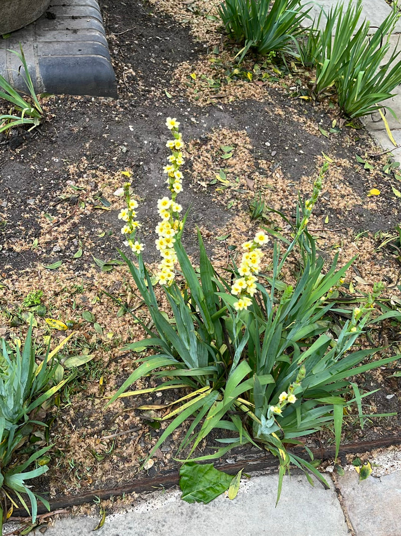 Gelbes Aschenblümchen — Bild 1 von 18