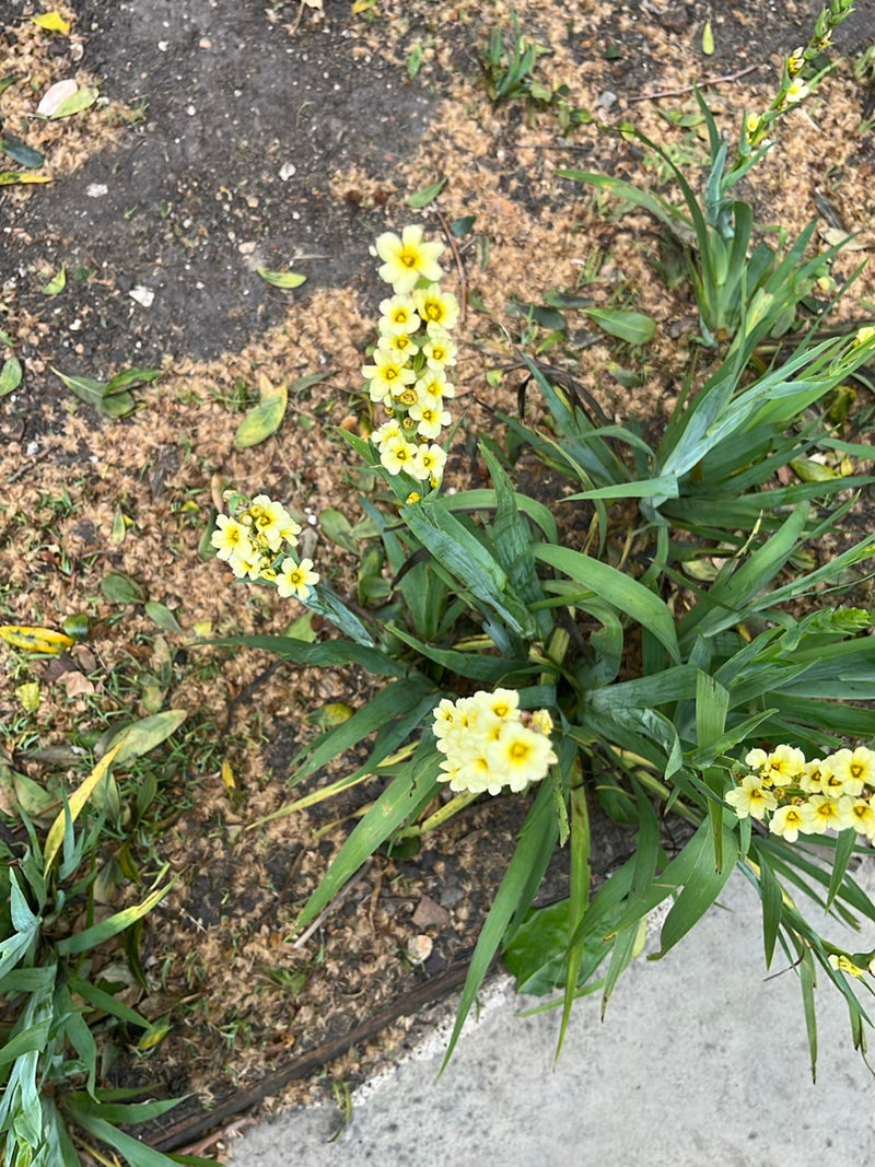 Gelbes Aschenblümchen — Bild 2 von 18