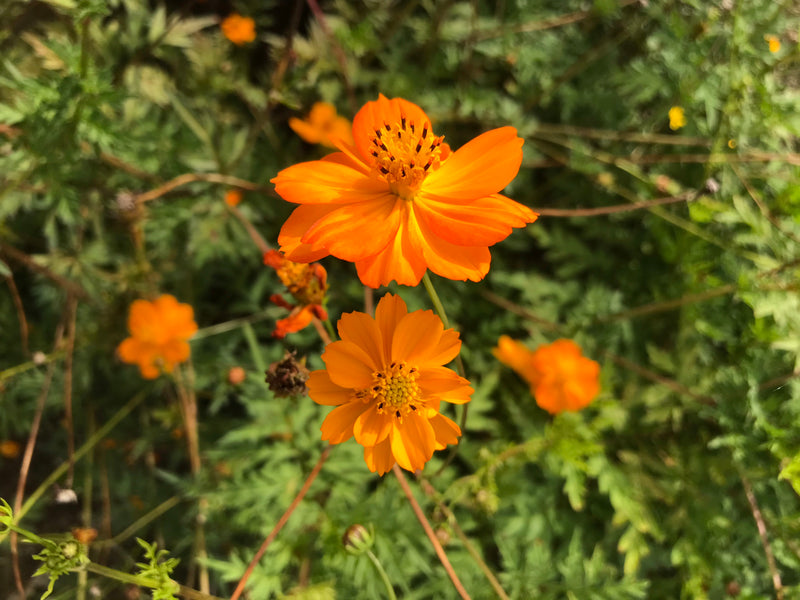 Gelbes Schmuckkörbchen — Bild 5 von 5