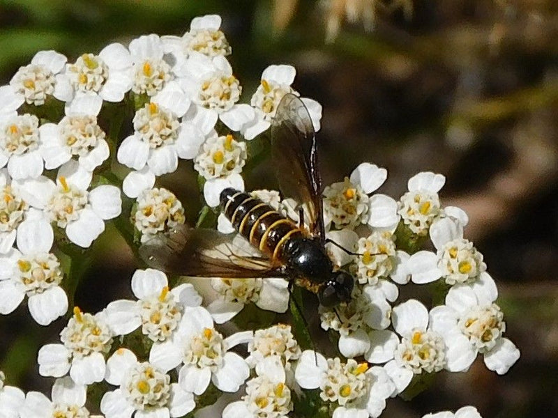Eine Gelbgefleckte Blattwespe sitzt auf einer Dolde mit kleinen weißen Blüten. Sie ruht auf der Pflanze und zeigt ihre charakteristische Zeichnung.
