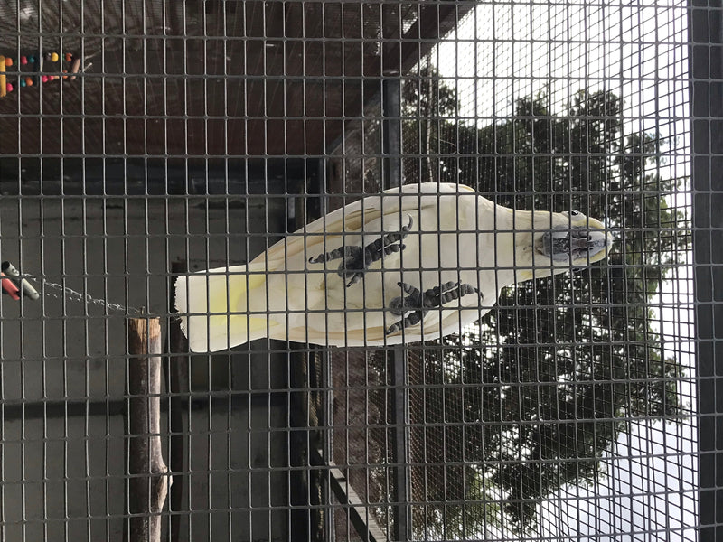 Gelbhaubenkakadu — Bild 3