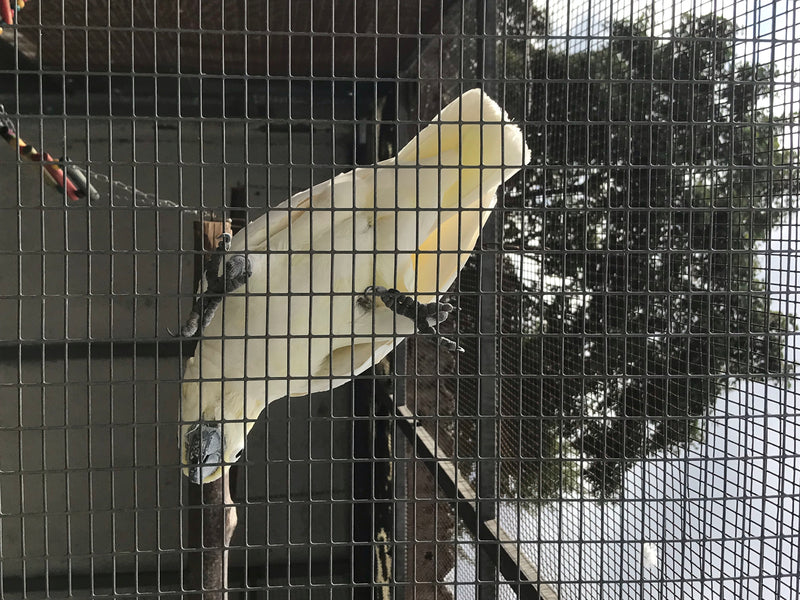 Gelbhaubenkakadu — Bild 1