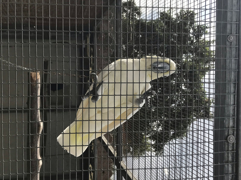 Gelbhaubenkakadu — Bild 5