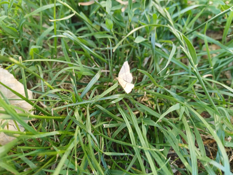 Gelblicher Hornkrautspanner — Bild 3 von 11