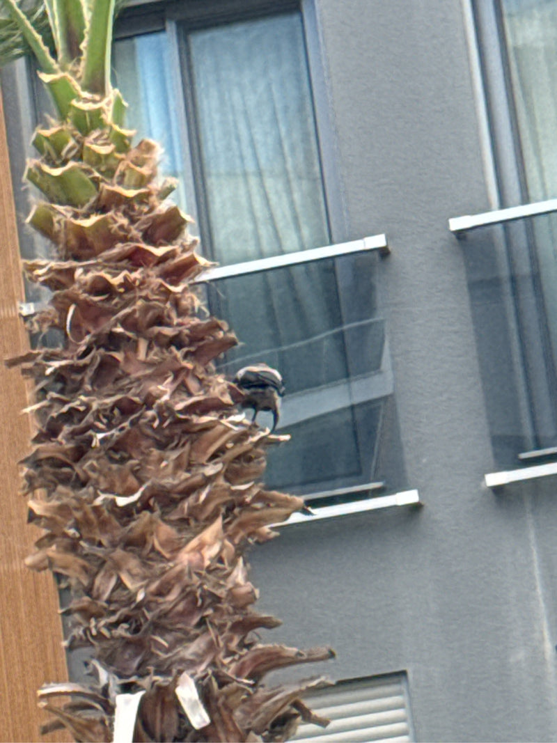 Gelbsteißbülbül — Bild 2 von 4