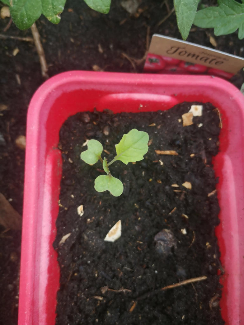 Flower Sprout — Bild 1