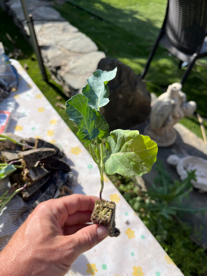 Dies ist ein Setzling einer Kohlart, sehr wahrscheinlich aus der Art Gemüsekohl. Zu dieser Art gehören viele bekannte Gemüsesorten wie Brokkoli, Blumenkohl, ...