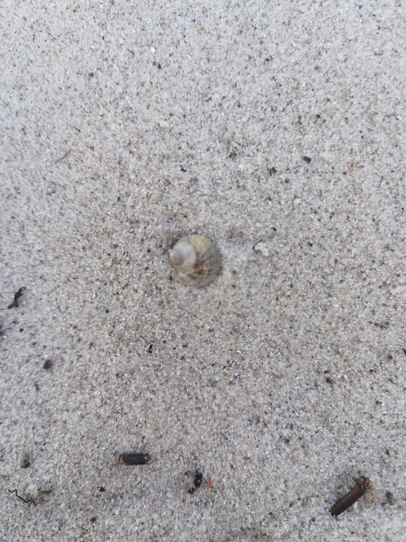 Gemeine Bernsteinschnecke — Bild 1 von 11