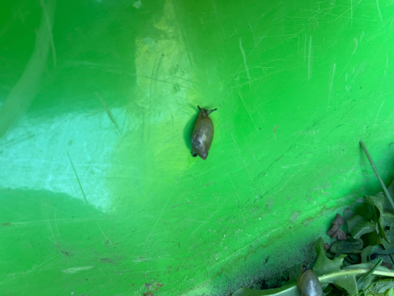 Die Gemeine Bernsteinschnecke ist eine landlebende Lungenschnecke, die bevorzugt in sehr feuchten Lebensräumen wie Uferzonen oder feuchten Wiesen vorkommt. S...