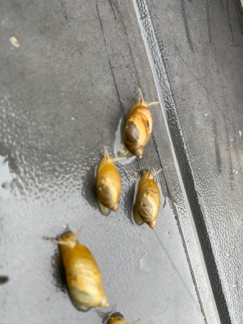Gemeine Bernsteinschnecke — Bild 2 von 11