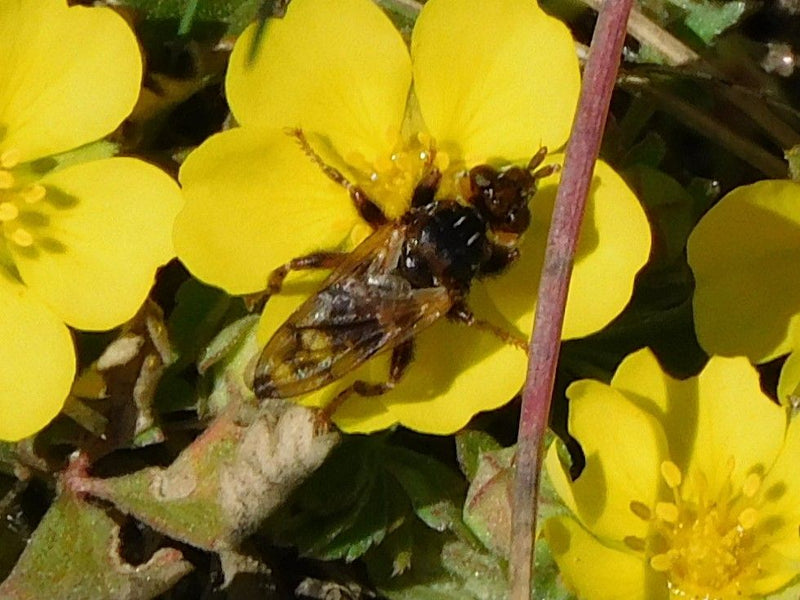 Blasenkopffliegen der Gattung Myopa sind an ihrem auffällig dicken Kopf und der oft buckligen Haltung zu erkennen. Die erwachsenen Fliegen ernähren sich von ...